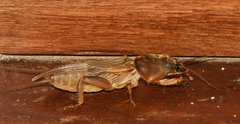 Gryllotalpa africana