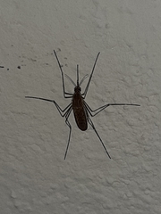 Culiseta longiareolata