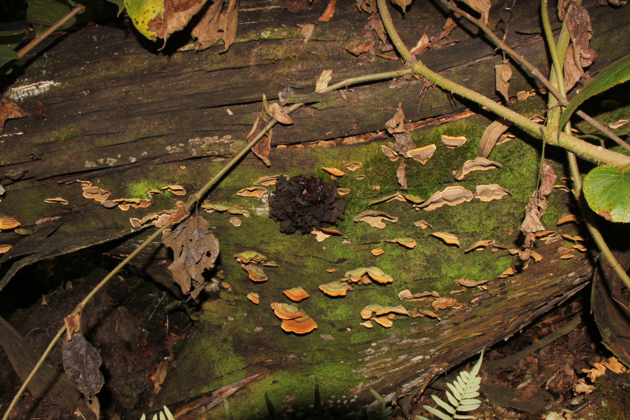 Tremella foliacea image