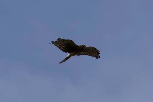 iNaturalist observation photo of Northern Harrier