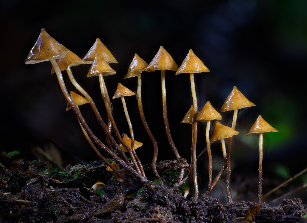 Psilocybe yungensis · February 2025 · photo: © alan_rockefeller (iNaturalist, cc-by-sa)