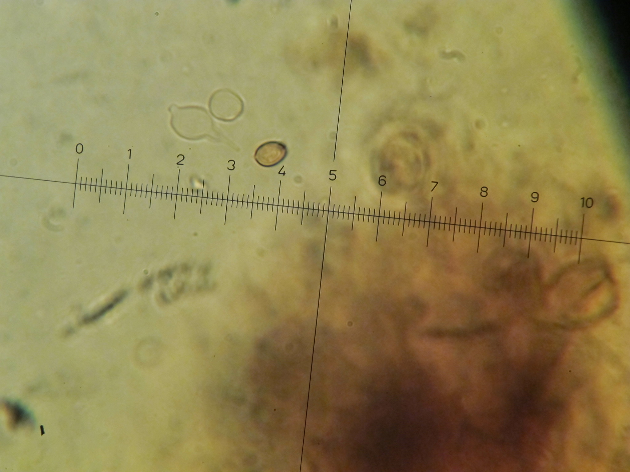 Tremella foliacea image