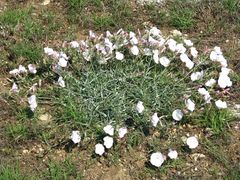 Convolvulus sericocephalus