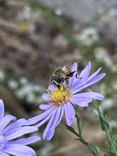 Unknown species found near E 36th St, Minneapolis, MN, US