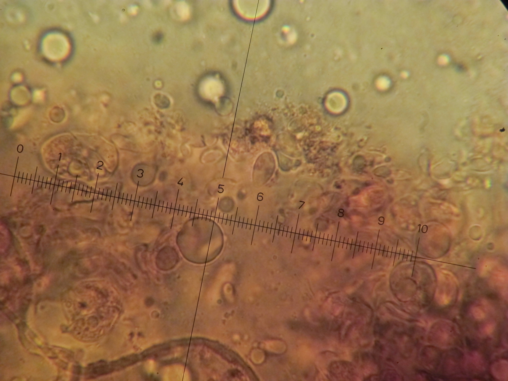 Tremella foliacea image