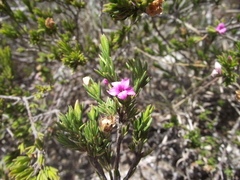 Acmadenia obtusata