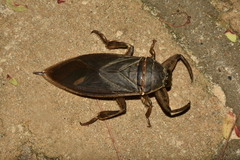 Lethocerus oculatus