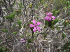 Acmadenia obtusata