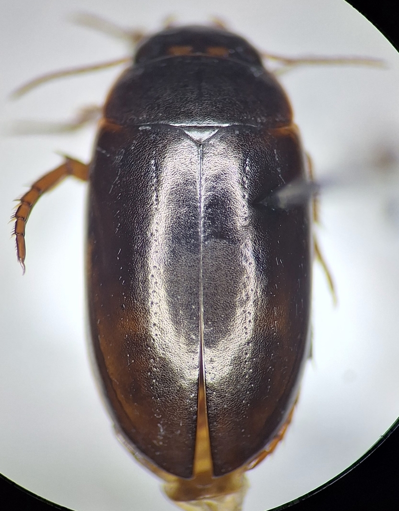 Ilybius verisimilis