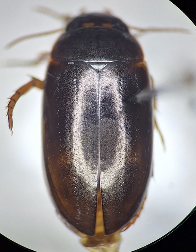 Ilybius verisimilis
