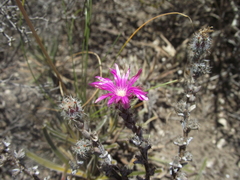 Trichodiadema intonsum