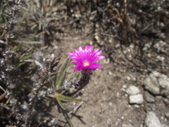 Trichodiadema intonsum