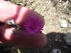 Trichodiadema intonsum