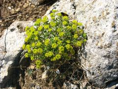 Alyssum trichostachyum