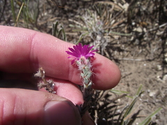 Trichodiadema intonsum