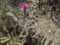 Trichodiadema intonsum