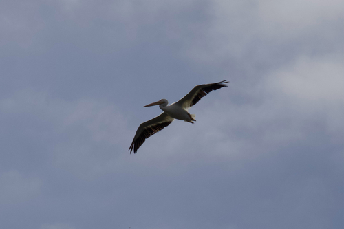 iNaturalist observation photo of American White Pelican
