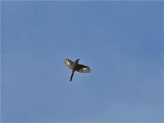 Lanius borealis sibiricus