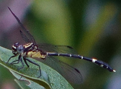 Austrogomphus prasinus
