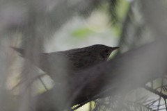 Locustella lanceolata