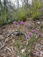 Comesperma retusum