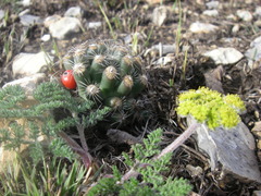 Escobaria missouriensis