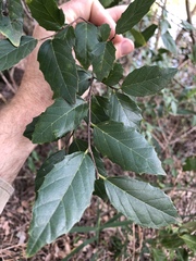 Aphananthe philippinensis