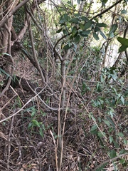 Aphananthe philippinensis