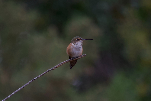 iNaturalist observation photo of Allen's Hummingbird