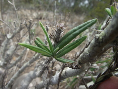 Pachypodium