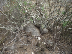 Pachypodium