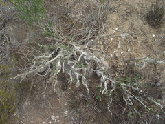 Pachypodium