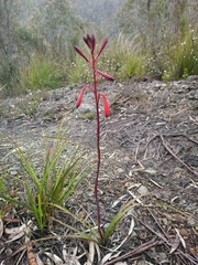 Blandfordia punicea