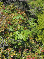Toxicodendron orientale