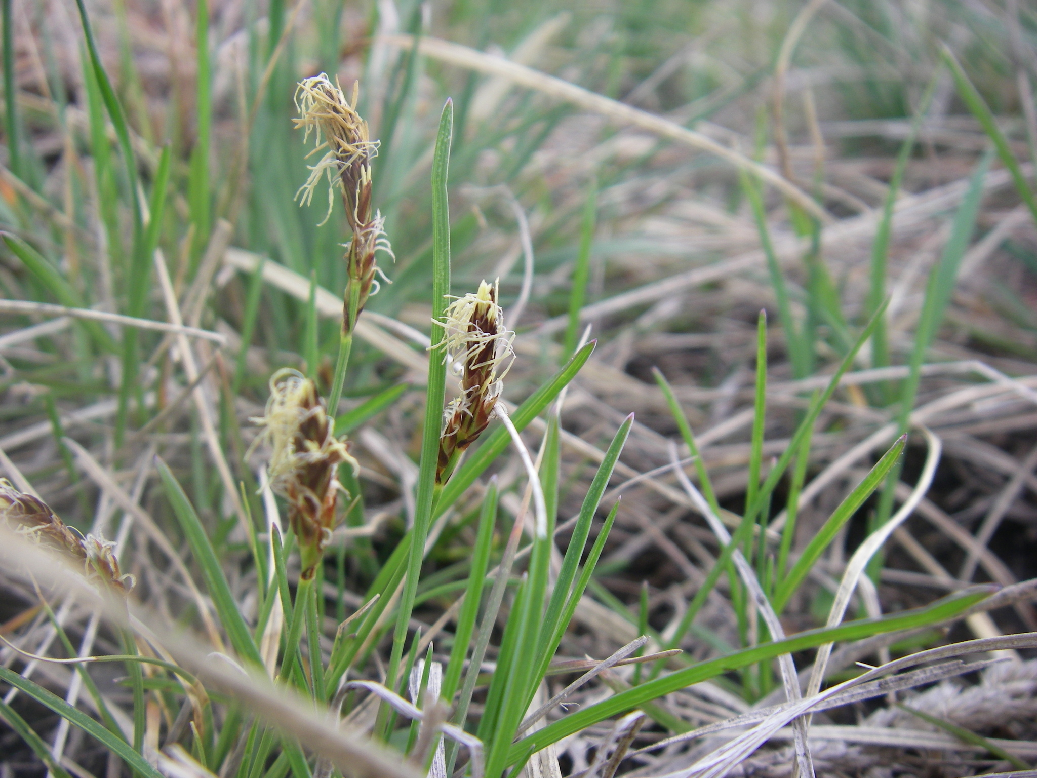 Carex inops ssp. heliophila