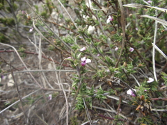 Muraltia squarrosa