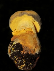 Retiboletus flavoniger