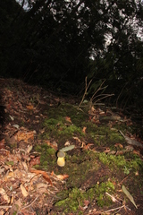 Retiboletus flavoniger