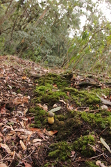 Retiboletus flavoniger