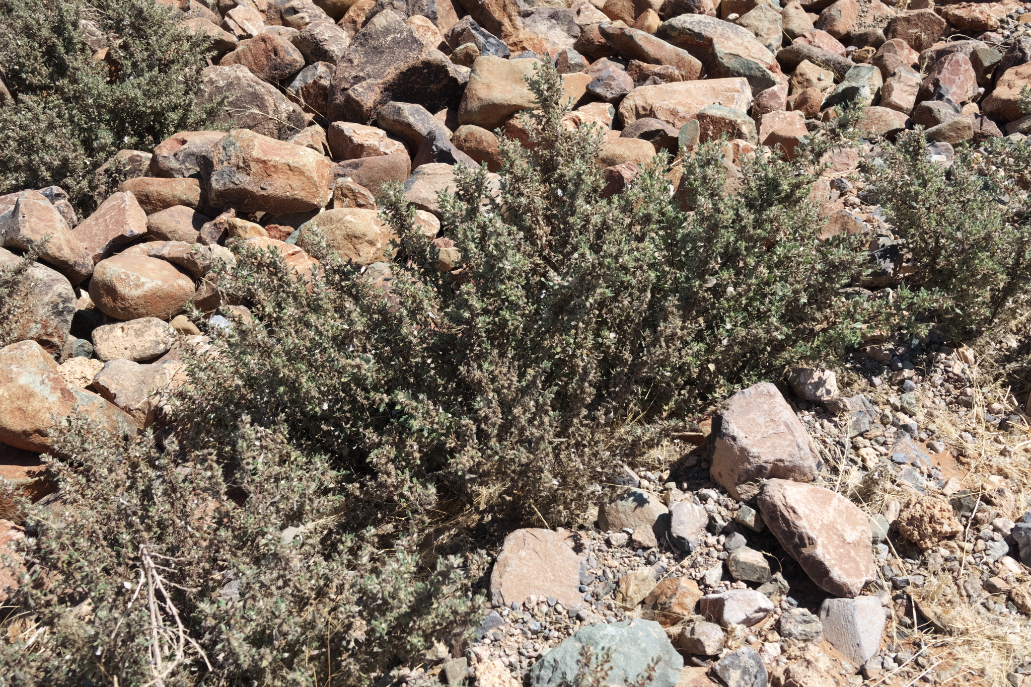 Herero Nettle (Forsskaolea hereroensis)