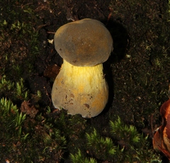 Retiboletus flavoniger