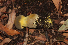 Retiboletus flavoniger