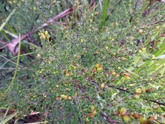 Micrantheum serpentinum