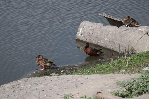 iNaturalist observation photo of Cinnamon Teal