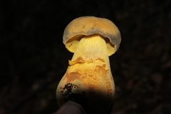 Retiboletus flavoniger