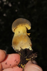 Retiboletus flavoniger