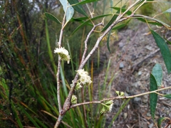 Eucalyptus nebulosa