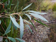 Eucalyptus nebulosa