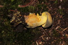 Retiboletus flavoniger