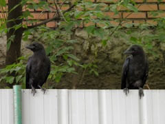 Corvus macrorhynchos